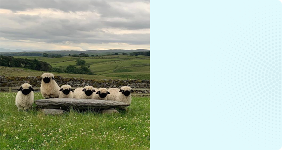 ANIMALS IN THE FARM